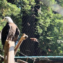 Bald Eagle