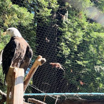 Sequoia Park Zoo - Bald Eagle - Zoos Near Me - Eureka, California