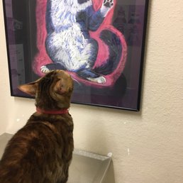 My cat LOVES the doctors here, and enjoys the artwork while she waits.