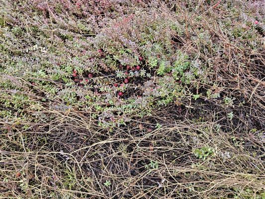 Cranberry Museum by null