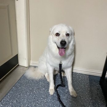 Lucky's Choice - Pet Groomers Near Me - Dallas, Texas