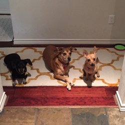 Karmic Canine Pet Services - My pets lined up for Mario