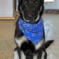 Creature Comforts Pet Resort Pet Boarding 205 Ensminger Rd