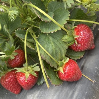Atkinson Farm - Beautiful strawberries - Farmers Market Near Me - Spring, Texas