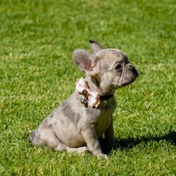 best french bulldog breeders near me