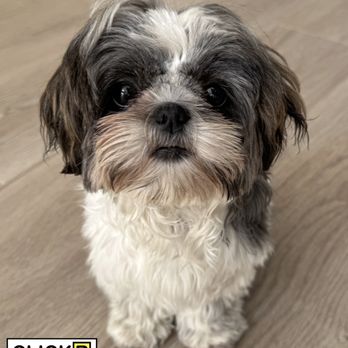 ClickR TrainR - Chica loves her dog trainer. Small dogs are just as trainable as large ones. - Pet Training Near Me ClickR TrainR - Chica loves her dog trainer. Small dogs are just as trainable as large ones. - Pet Training Near Me