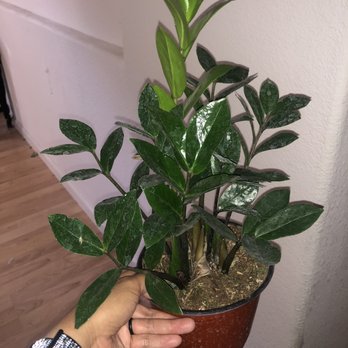 Rain Forest Nursery - ZZ's homecoming - Nurseries & Gardening Near Me - Manteca, California