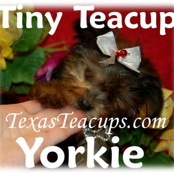 Teacup and Toy Pets Boutique - Teacup Yorkshire Terrier Puppies For Sale - Pet Groomers Near Me - Wylie, Texas Teacup and Toy Pets Boutique - Teacup Yorkshire Terrier Puppies For Sale - Pet Groomers Near Me - Wylie, Texas