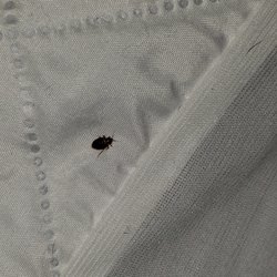 Land-O-Pines Family Camp Grounds - Live bed bug on the sheet of the bed I slept in