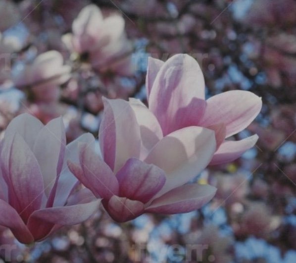 Magnolia Home Health Care - home care agency in Saint Louis, MO