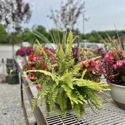 Plants