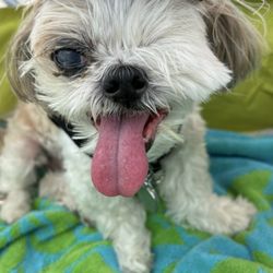 Causeway Islands Park - Hanging at the beach! Sanibel island beaches are still dog friendly