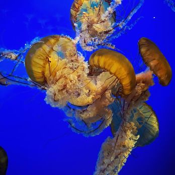 Vancouver Aquarium - One of the many (beautiful) jellyfish tanks! - Aquariums Near Me - Vancouver, British Columbia Vancouver Aquarium - One of the many (beautiful) jellyfish tanks! - Aquariums Near Me - Vancouver, British Columbia