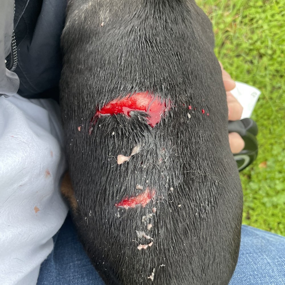 Broadway Pet Hospital - Before surgery from neighbors dog attack - Pet Sitting Near Me - Vallejo, California
