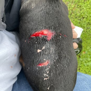 Broadway Pet Hospital - Before surgery from neighbors dog attack - Pet Sitting Near Me - Vallejo, California Broadway Pet Hospital - Before surgery from neighbors dog attack - Pet Sitting Near Me - Vallejo, California