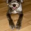 Pawesome Pet Spa gift card