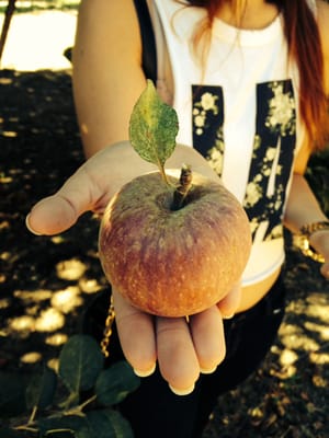 Willowbrook Apple Farm by null