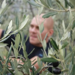 Agriturismo Villa Dama - La raccolta delle olive