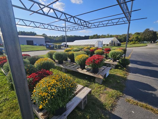 Foppema's Farm by null