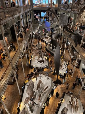 National Museum of Scotland by null