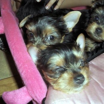 Susan Crummitt - More Puppies - Pet Services Near Me - Silver Spring, Maryland