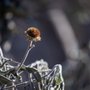 Photo of Chihuahuan Desert Botanical Gardens