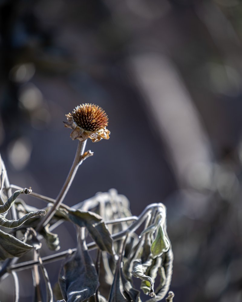 Social spots from Chihuahuan Desert Botanical Gardens