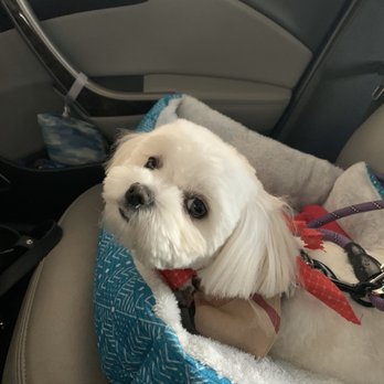 PurrFurred Pet Styling - Naperville - Maisie - Pet Groomers Near Me - Naperville, Illinois PurrFurred Pet Styling - Naperville - Maisie - Pet Groomers Near Me - Naperville, Illinois