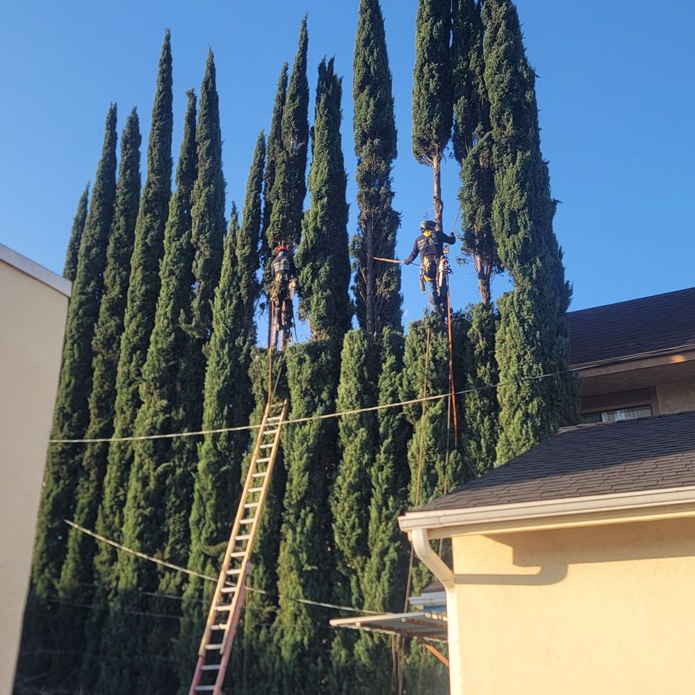 Inexpensive Tree Services - Tree Services Near Me - Los Angeles, California Inexpensive Tree Services - Tree Services Near Me - Los Angeles, California