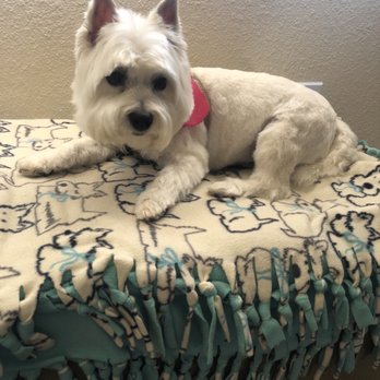 Dog Lovers Grooming - What a transformation. We are so happy and happy with how she looks. - Pet Groomers Near Me - El Paso, Texas