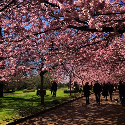 Bispebjerg Cemetery by null