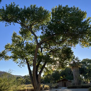 Big Morongo Canyon Preserve - Cotton wood trees - Parks Near Me - Morongo Valley, California Big Morongo Canyon Preserve - Cotton wood trees - Parks Near Me - Morongo Valley, California
