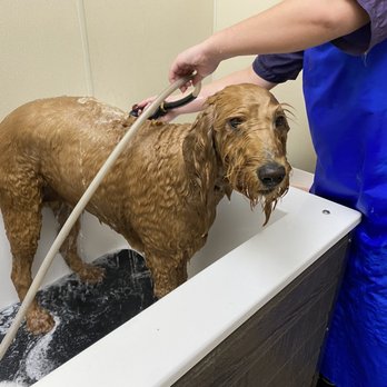 Grooming At Golden Paws - Splish, splash - Pet Groomers Near Me - Golden, Colorado Grooming At Golden Paws - Splish, splash - Pet Groomers Near Me - Golden, Colorado