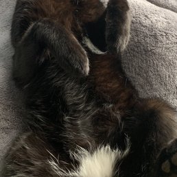 Hanging out at home after his visit with Dr Truitt, much calmer than the last time he saw a vet!