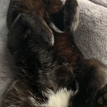 The Vet Set - Hanging out at home after his visit with Dr Truitt, much calmer than the last time he saw a vet! - Veterinarians Near Me - Brooklyn, New York