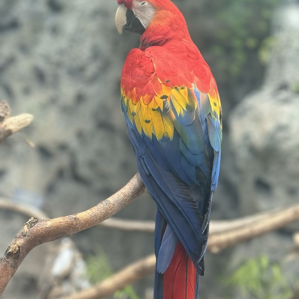 Texas State Aquarium - Parrot - Aquariums Near Me - Corpus Christi, Texas Texas State Aquarium - Parrot - Aquariums Near Me - Corpus Christi, Texas