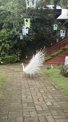 Eden Nature Park & Resort by null