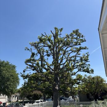 Joel's Tree Service - Tree Services Near Me Joel's Tree Service - Tree Services Near Me