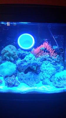 Three Little Fish by null