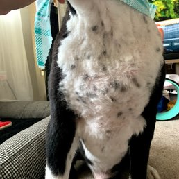 Uneven cut by inexperienced groomer