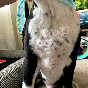 Tesslan Dog Spa - Uneven cut by inexperienced groomer - Pet Groomers Near Me - Bellevue, Washington