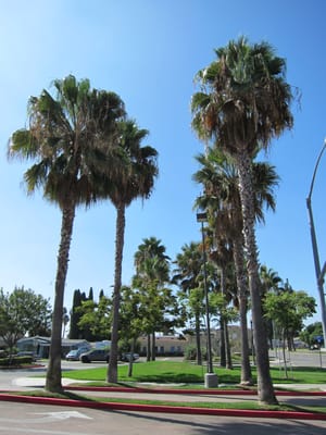 Buena Park City Manager by null