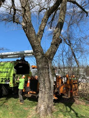 WOODPECKER TREE SERVICE - Updated January 2025 - 77 Photos - 5829