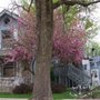Photo of Catalpa Tree Shops