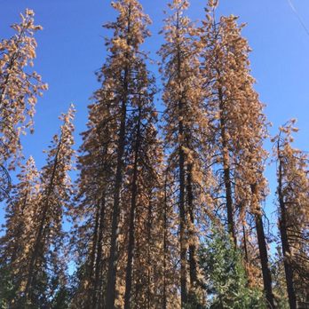 Mansaw - Tree Services Near Me
