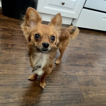 LA Pet Home - Wally after getting groomed. - Pet Stores Near Me - Pasadena, California