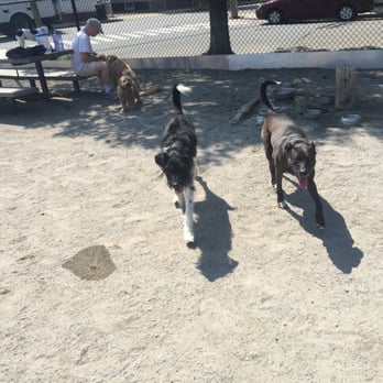 Paws In the 'Ville - Thanks to Vicky Ollie's pack leader for the picture updates - Dog Walkers Near Me Paws In the 'Ville - Thanks to Vicky Ollie's pack leader for the picture updates - Dog Walkers Near Me