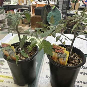 Rail City Garden Center - Mighty Mayo Grafted Sun Sugar orange sweet tomatoes. I missed out last year so I bought two plants this year. Julie A - Nurseries & Gardening Near Me - Sparks, Nevada Rail City Garden Center - Mighty Mayo Grafted Sun Sugar orange sweet tomatoes. I missed out last year so I bought two plants this year. Julie A - Nurseries & Gardening Near Me - Sparks, Nevada