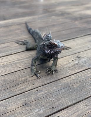 Photo of Coki Beach - St Thomas, VI, VI. Iguanas are everywhere