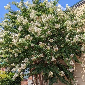 Starbucks - Pretty flowers - Coffee & Tea Near Me - Hermitage, Tennessee
